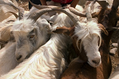 goats at Kashgar animal market, Xinjiang, China