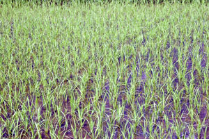 rice fields in eastern China