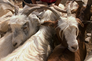 goats at Kashgar animal market, Xinjiang, China